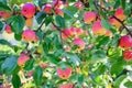 Mature apples growing on a tree branch