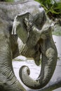 Mature male Asian elephant profile close up head detail Royalty Free Stock Photo