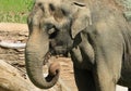 Mature male Asian elephant profile close up head detail Royalty Free Stock Photo