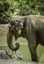 Mature male Asian elephant profile close up head detail Royalty Free Stock Photo