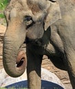 Mature male Asian elephant profile close up head detail Royalty Free Stock Photo