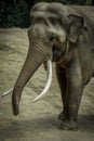 Mature male Asian elephant profile close up head detail Royalty Free Stock Photo