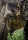 Mature male Asian elephant profile close up head detail Royalty Free Stock Photo