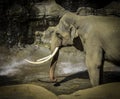 Mature male Asian elephant profile close up head detail Royalty Free Stock Photo