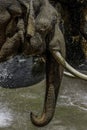 Mature male Asian elephant profile close up head detail Royalty Free Stock Photo