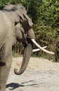 Mature male Asian elephant profile close up head detail Royalty Free Stock Photo