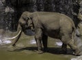 Mature male Asian elephant profile close up head detail Royalty Free Stock Photo