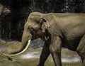 Mature male Asian elephant profile close up head detail Royalty Free Stock Photo