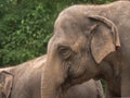 Mature Asian elephant Royalty Free Stock Photo