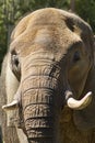 Mature Asian Elephant - Pachyderm Royalty Free Stock Photo