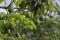 Mature Avocados On Tree Royalty Free Stock Photo