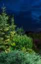 Mature Backyard Garden Illuminated by Artificial Light Royalty Free Stock Photo