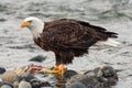Mature bald eagle in close profile standing on a partially eaten chum salmon