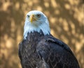 Mature bald eagle intense gaze and intelligent eyes Royalty Free Stock Photo