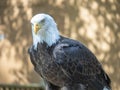 Mature bald eagle with an intense gaze staring down its prey