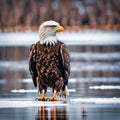 Mature Bald Eagle On Lake Ice