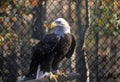 Mature Bald Eagle, Land Between Lakes, KY