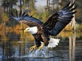 Ai Generated illustration Wildlife Concept of Mature bald eagle