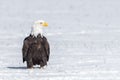 Mature Bald Eagle