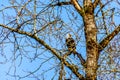 Mature Bald Eagle sitting in a tree watching for spawning salmon in the Stave River Royalty Free Stock Photo