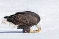 A mature bald eagle standing in snow