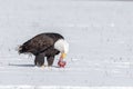 A mature bald eagle standing in snow