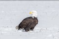 Bald Eagle standing in snow looking behind him to the left Royalty Free Stock Photo