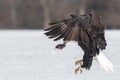 A mature bald eagle taking flight