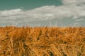 fields of mature grain Royalty Free Stock Photo