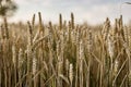 Mature Barley Spike in Summer Field: Macro Shot Royalty Free Stock Photo