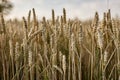 Mature Barley Spike in Summer Field: Macro Shot Royalty Free Stock Photo