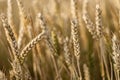 Mature Barley Spike in Summer Field: Macro Shot Royalty Free Stock Photo