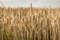 Mature Barley Spike in Summer Field: Macro Shot Royalty Free Stock Photo