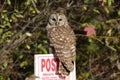 Mature Barred Owl Obeying the No Hunting Sign