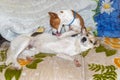 Mature Basenji dog lick clean mixed breed dog