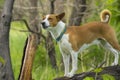 Basenji dog looking around standing on a tree branch and watching out Royalty Free Stock Photo