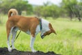 Mature Basenji dog standing on  a tree branch at spring season and carefully looking down Royalty Free Stock Photo