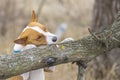 mature basenji dog trying to get on wild tree branch Royalty Free Stock Photo