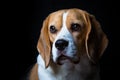 A Mature Beagle Dog