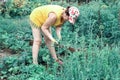 Mature beautiful woman is engaged in weeding a vegetable garden Royalty Free Stock Photo