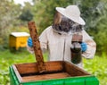 Beekeeper working in the apiary. Beekeeping concept. Beekeeper harvesting honey