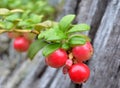 Mature berries on bush cranberries (lat. Vaccinium vitis-idaea). Macro