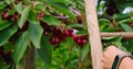 Mature berries in tree. Worker hand picking sweet cherries in orchard. Close-up. Person stands on a ladder near tree and