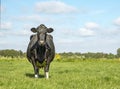 Mature big fat cow, sully look, black and front view in a green meadow and a blue sky Royalty Free Stock Photo