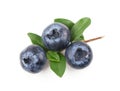 Mature bilberry