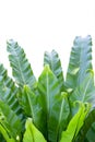 The mature bird nest fern Asplenium nidus. Royalty Free Stock Photo