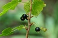Black currant berries on a bush branch with leaves Royalty Free Stock Photo
