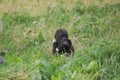 Mature black gorilla on lush green grass, gazing intently at something in the distance