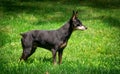 Mature black male miniature pinscher king