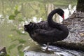 mature black swan close up standing on the bridge in the pond Royalty Free Stock Photo